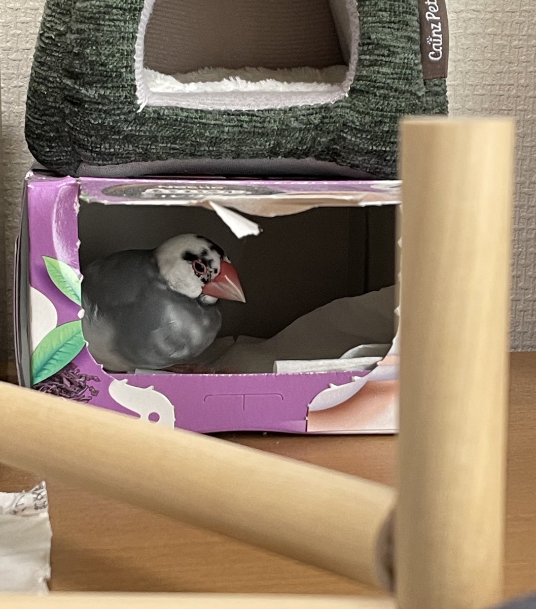 415toko619's tweet photo. GWの文鳥とキンカです。 https://t.co/iYp3bM7DHJ