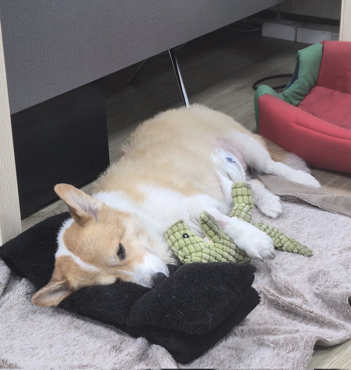 鯀 tweet media
