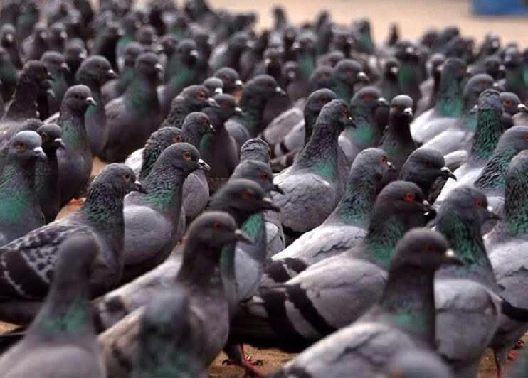 Howbejasus's tweet photo. With breathless anticipation the crowd awaits the unveiling of the new Kier Starmer statue. https://t.co/8aeXUj7J4b