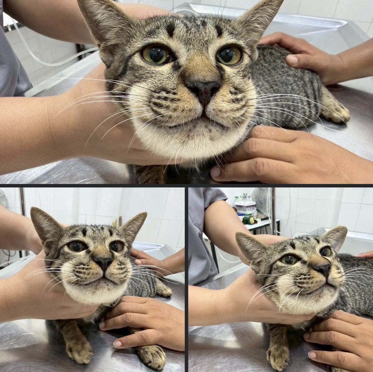 คือผมต้องทราบไหม 🐈‍⬛ tweet media