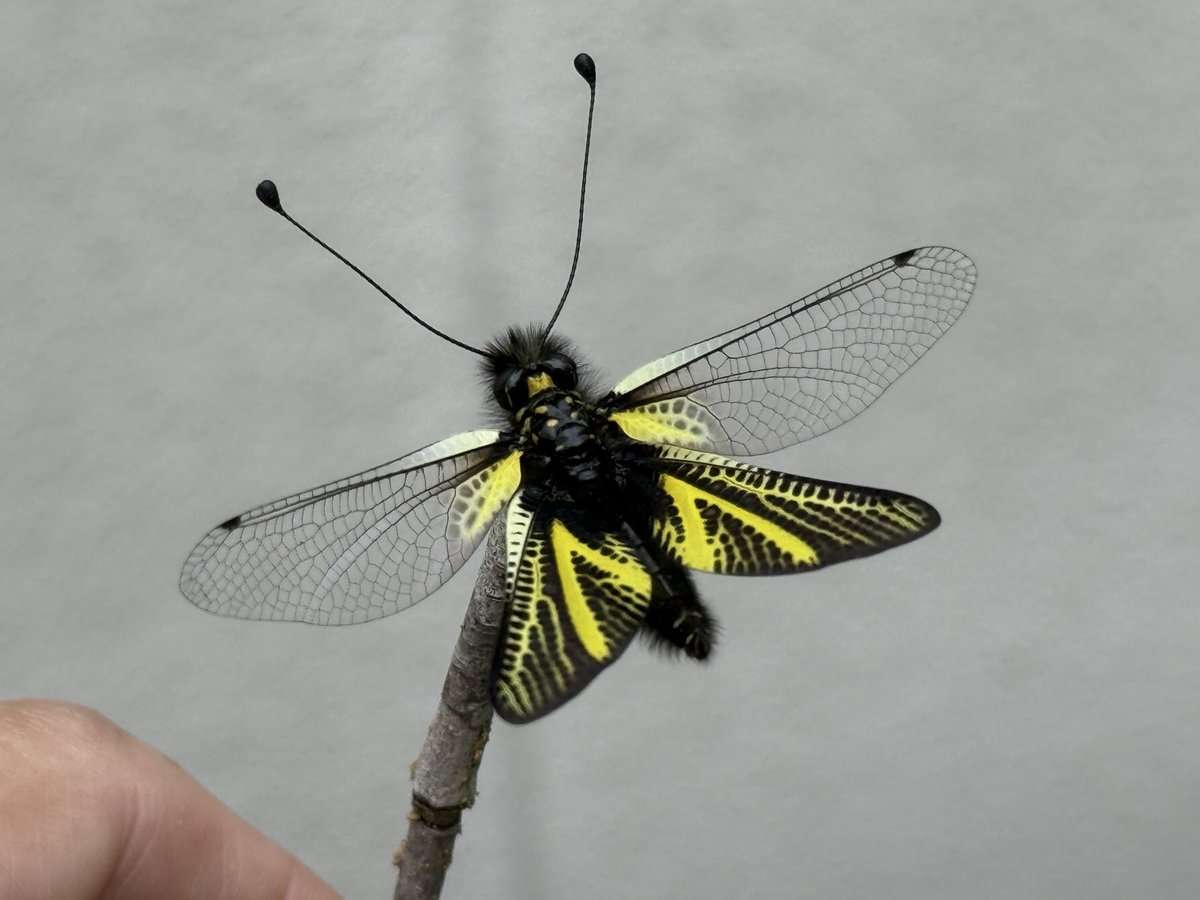 hattori95's tweet photo. めちゃくちゃかっこいい虫がいたけれど、全然名前がわからない。何の仲間なのかすらわからない。 https://t.co/ea3M60qmDM