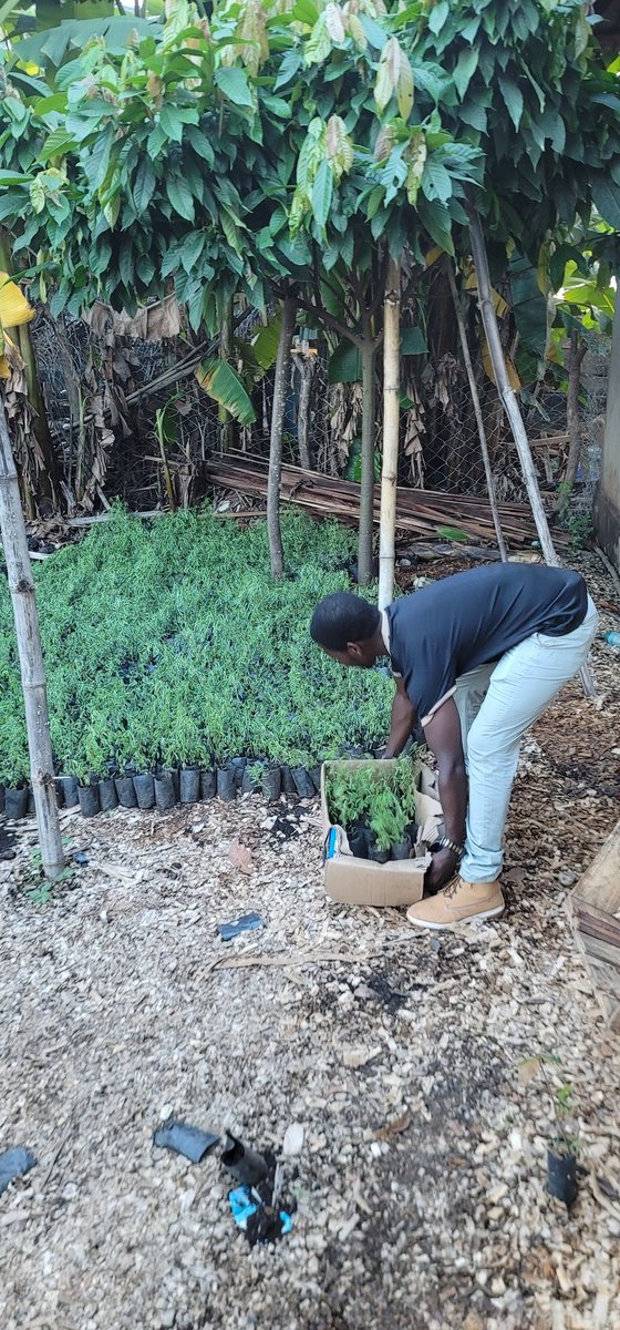 greenfuturetz's tweet photo. Restoring wetlands, restoring life.
What looks like mud and water is actually a home, a shield, and a future.
Just like us, nature needs space to heal—and when we protect it, we heal too.
#WetlandRestoration #ClimateAction #NatureHeals #EnvironmentalJustice #Sustainability https://t.co/vjduwzgAYP