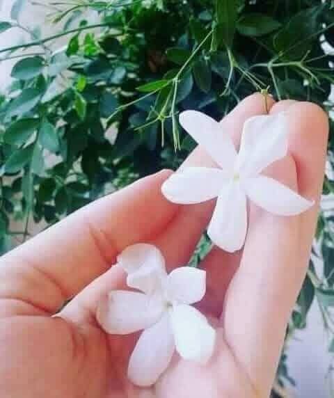 ❁⃘ 𝑨𝒏𝒈𝒆𝒍𝒊𝒏𝒂 ❁⃘ tweet media