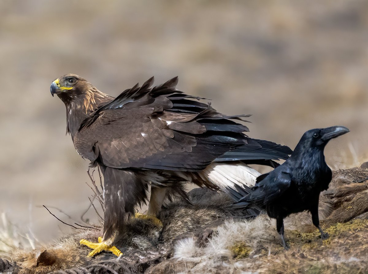 Raptor Persecution UK tweet media
