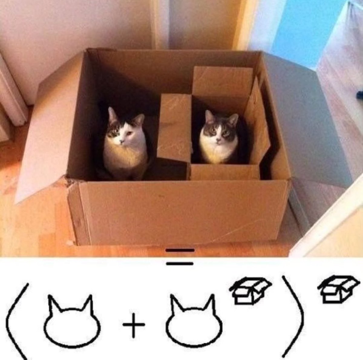 gatinarios's tweet photo. https://t.co/T6GiRRCYqE