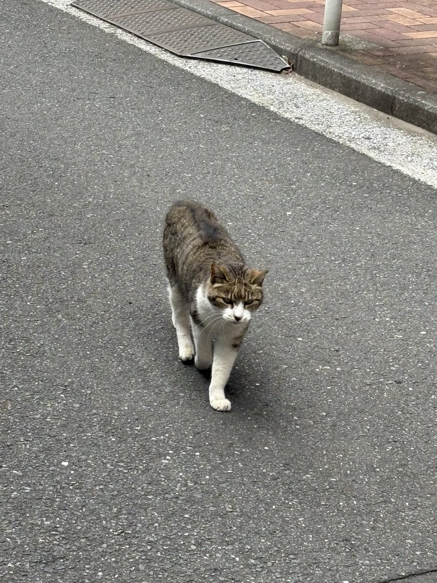 ぴいやま tweet media