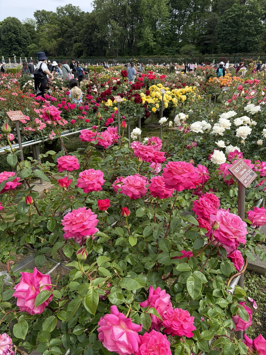 Firepanda777's tweet photo. 神代植物園のバラ園に行ってきました。
見渡す限りの薔薇の花園。こんなにもたくさんの種類があることに驚くとともに、長年の品種改良の努力と情熱を感じました。薔薇は今週末が見頃です。

#神代植物園 https://t.co/F5lCFizlUF
