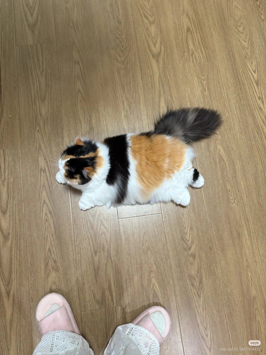 No Context Cats tweet media