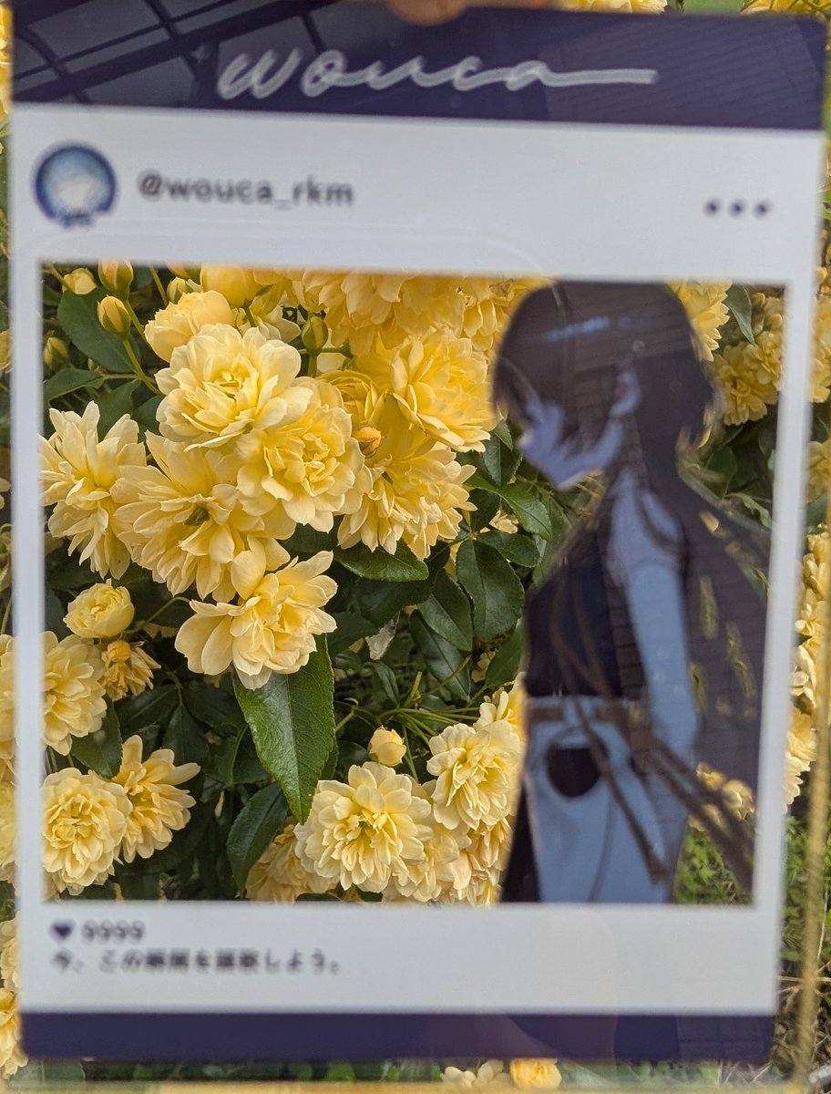 木香薔薇と牡丹 #wouca