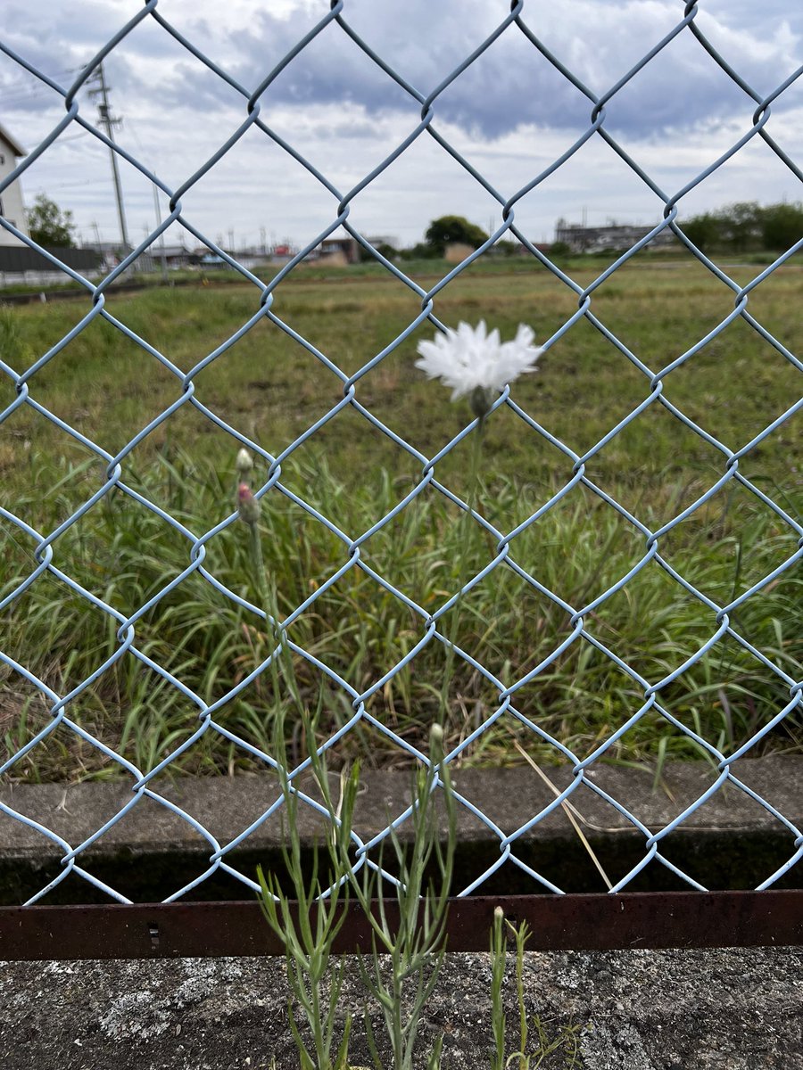 kokomi616mm tweet media