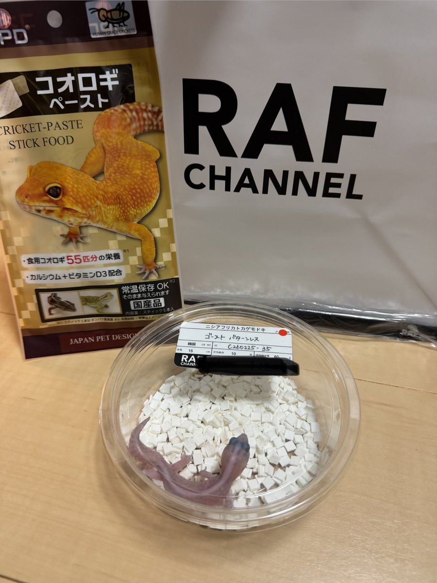 WAF福島　お迎え2️⃣
<a href="/aririn_leopa/">RAFちゃんねる有馬【RAF CHANNEL】</a> さんからニシアフちゃんをお迎えさせていただきました✨
まだまだベビーなんでこれからの成長が楽しみ😊