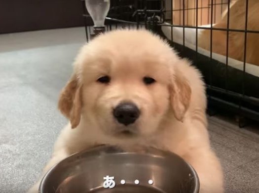puppies tweet media