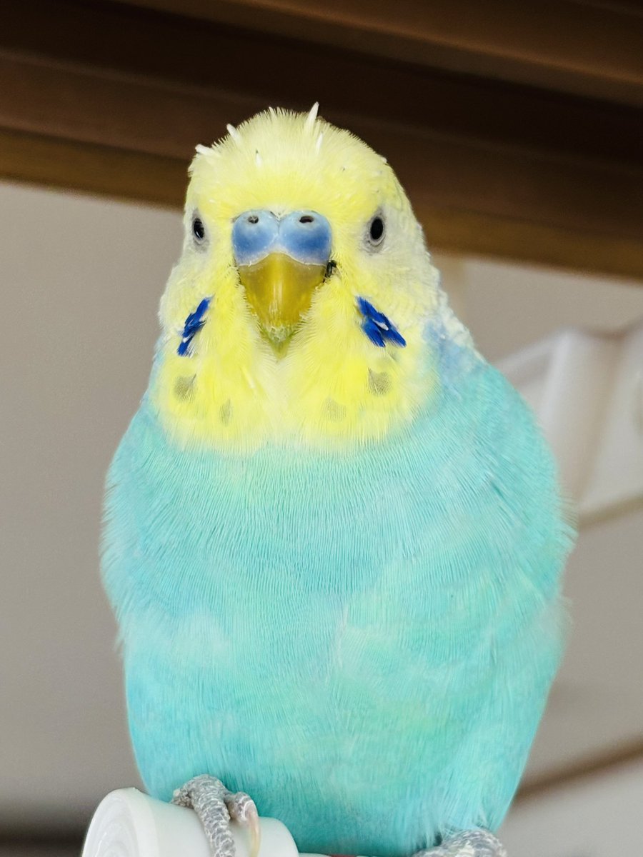 マコママ(•.ꀎ.•)🐤"ε(｡•ө•｡)з"🐤(｡･ө･｡) tweet media