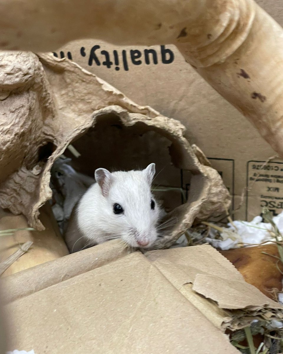 The_Blue_Cross's tweet photo. Meet Biggie Smalls! 

This inquisitive little guy is on the lookout for a friendly, single male gerbil to be best buddies with. 👯‍♂️

Have you got the perfect partner in crime for Biggie Smalls? Meet him here! 👉 https://t.co/9AnVkQJwDs https://t.co/JHoksyy4Ka
