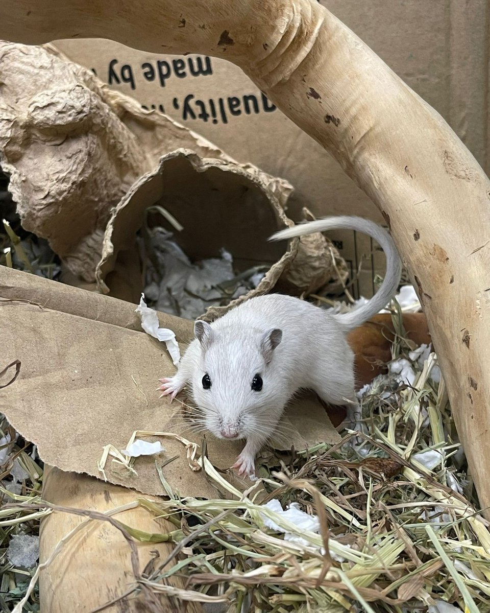 The_Blue_Cross's tweet photo. Meet Biggie Smalls! 

This inquisitive little guy is on the lookout for a friendly, single male gerbil to be best buddies with. 👯‍♂️

Have you got the perfect partner in crime for Biggie Smalls? Meet him here! 👉 https://t.co/9AnVkQJwDs https://t.co/JHoksyy4Ka