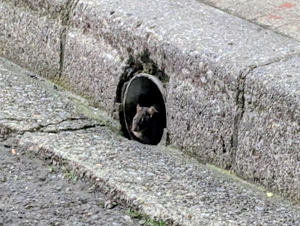 連休最終日、心なしかネズミさんもたそがれておりまﾁｭｳ🐭 このあと