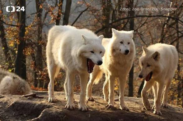 Wolf tweet media