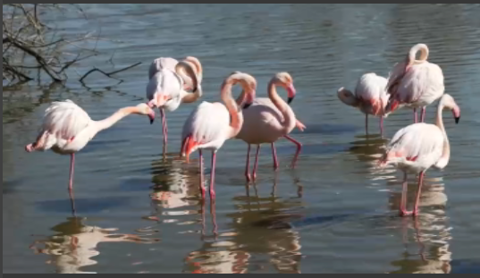 TgrMediterraneo's tweet photo. Domenica 11,25 @RaiTre 

IL CICLONE ROSA @luciabasso2 

Sono rosa per i crostacei che mangiano e per attrarre le femmine nei riti dell’amore. Il colore dei #fenicotteri nelle #saline di #Aigues-Mortes, in #Francia, è uno spettacolo.

https://t.co/hQZKT8Jpzd

@TgrRai @RaiNews https://t.co/UUmFukXPzG