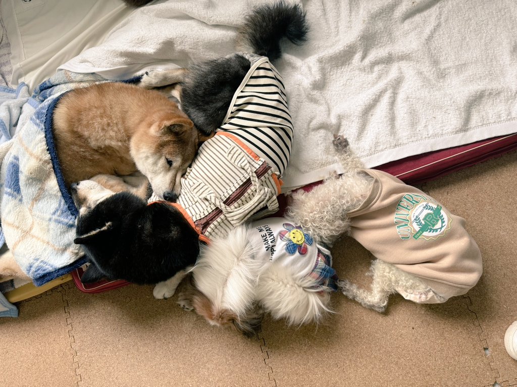 老犬介護ホームろうたす tweet media