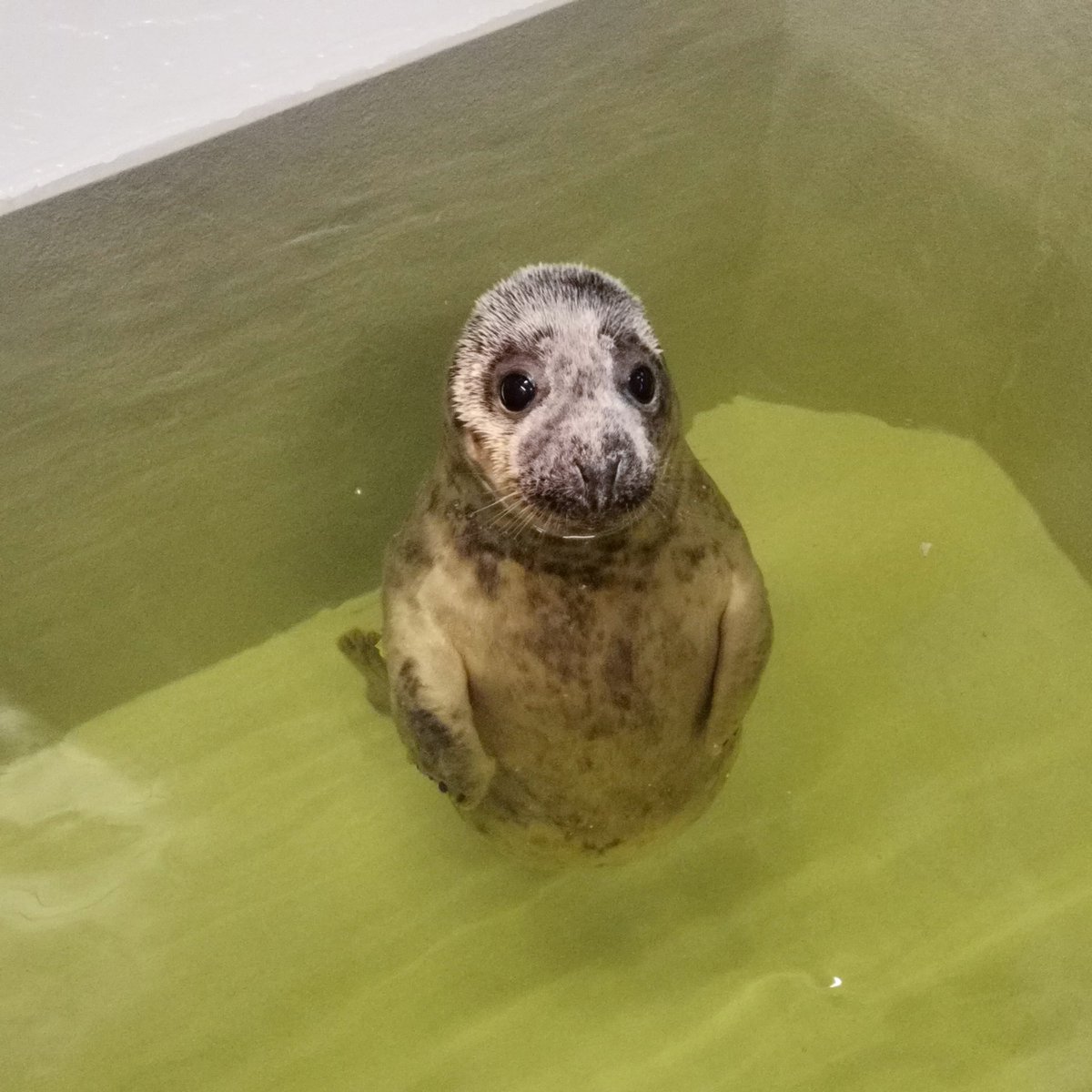 A throwback to Storm in Phase 1 🩷🥰

Still looking for a meaningful Mother’s Day gift? 💐 Adopt a seal and surprise your mum with a unique Mother’s Day certificate, whilst supporting a seal in our centre. 🦭

You can adopt a seal here: zeehondencentrum.nl/en/how-to-help…