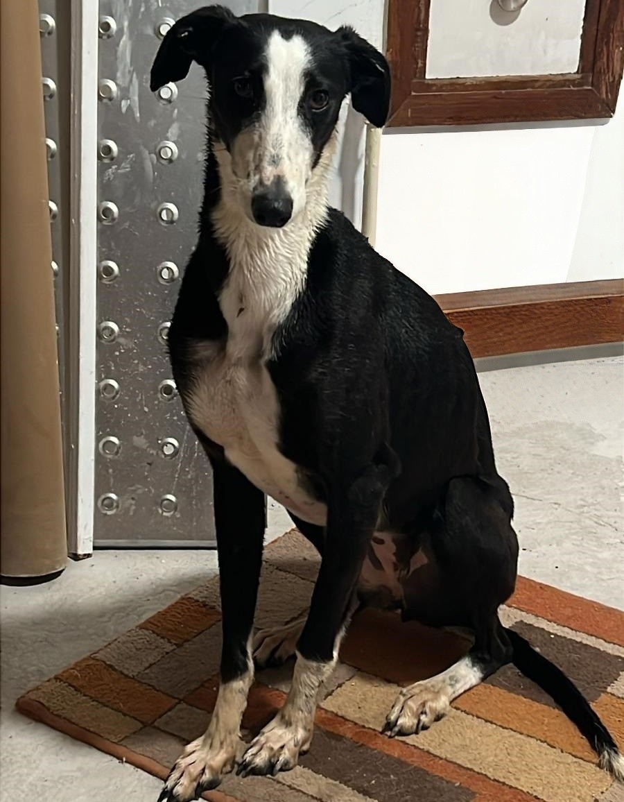 Galgo Leku tweet media