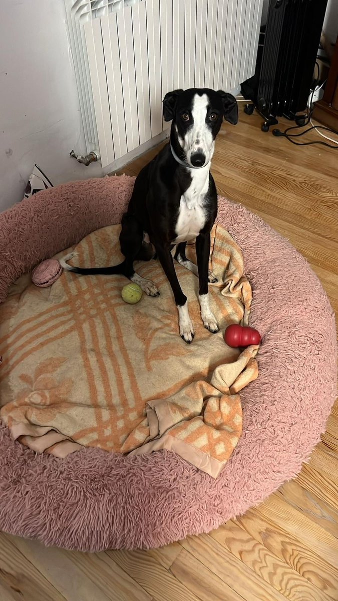 Galgo Leku tweet media