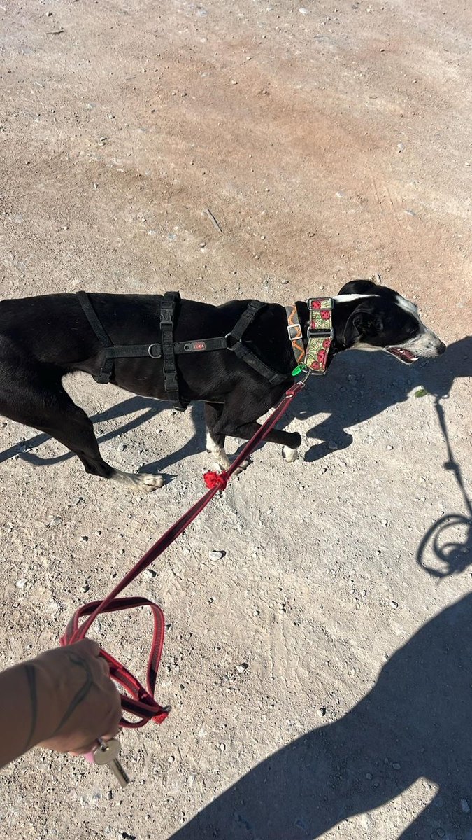 Galgo Leku tweet media