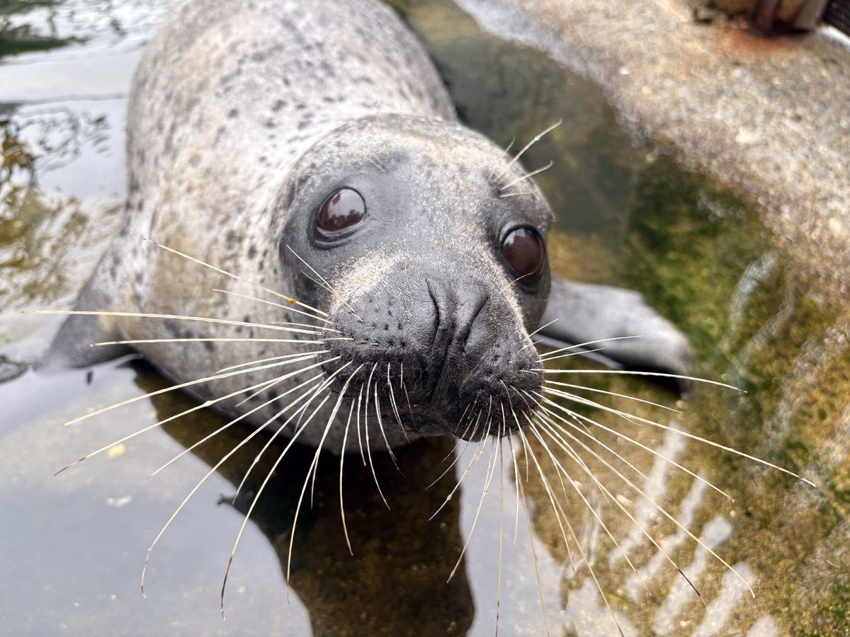 aquariumshimoda's tweet photo. \\ #ゴマフウイーク🦭 //

みなさま、今年のGWは充実しましたか？
気持ちを切り替えて、明日からまた頑張りましょう🔥
最後は、当館のアザラシたち大集合スペシャルで締めたいと思います🦭🌈

#下田海中水族館 #ゴマフアザラシ #animal #アザラー https://t.co/VrFisYcgOI