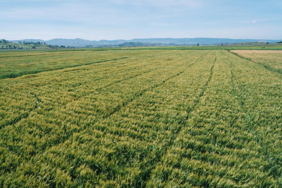 AbiyAhmedAli's tweet photo. The effort we launched to ensure Ethiopia’s food sovereignty is continuing with strong results! Today, in the Oromia Region, in the North Shewa Zone, Sululta district, we toured and observed a thriving wheat farm cultivated on 2,150 hectares of land. https://t.co/tIP8FG2wGp