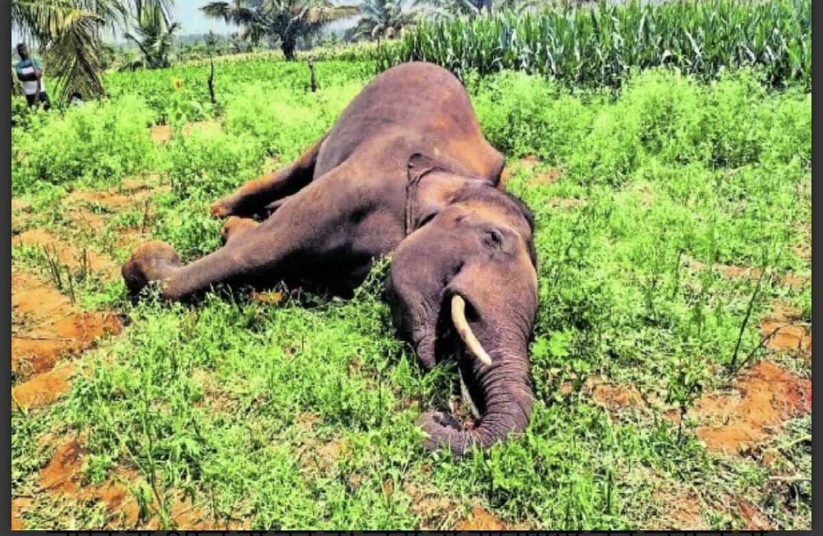 Wildlife Protection Society of Jharkhand tweet media