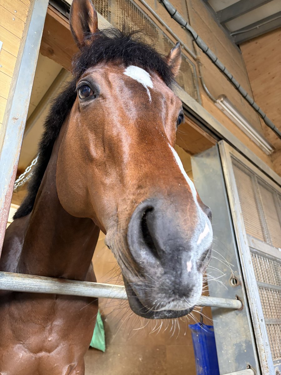 競馬ブックネットSHOP tweet media