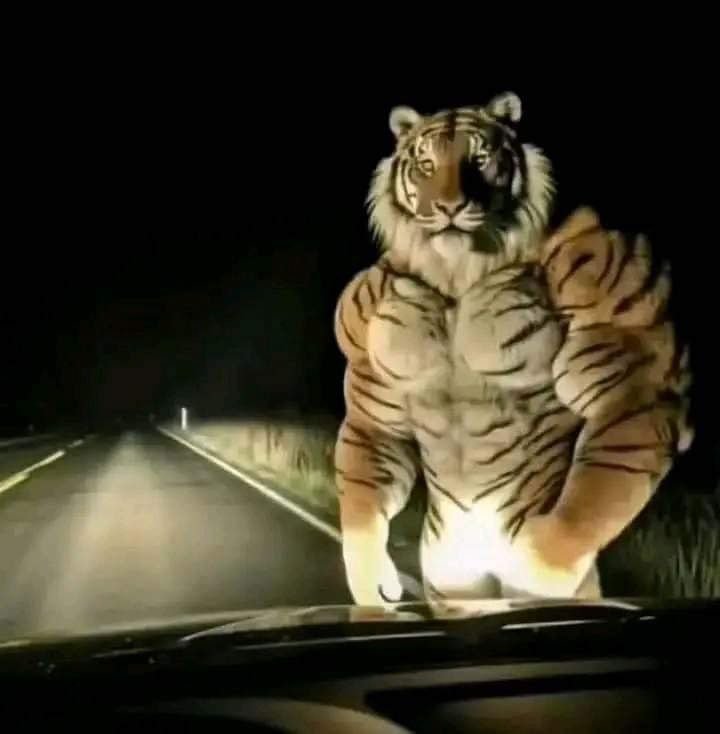 _Tigerincrisis's tweet photo. Pull over. You’re in the wrong neighborhood." https://t.co/5CNFsr6Qub