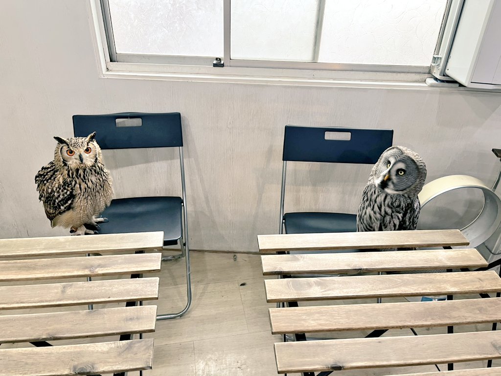 ふくろうの集うカフェQuill @中崎町🦉 tweet media