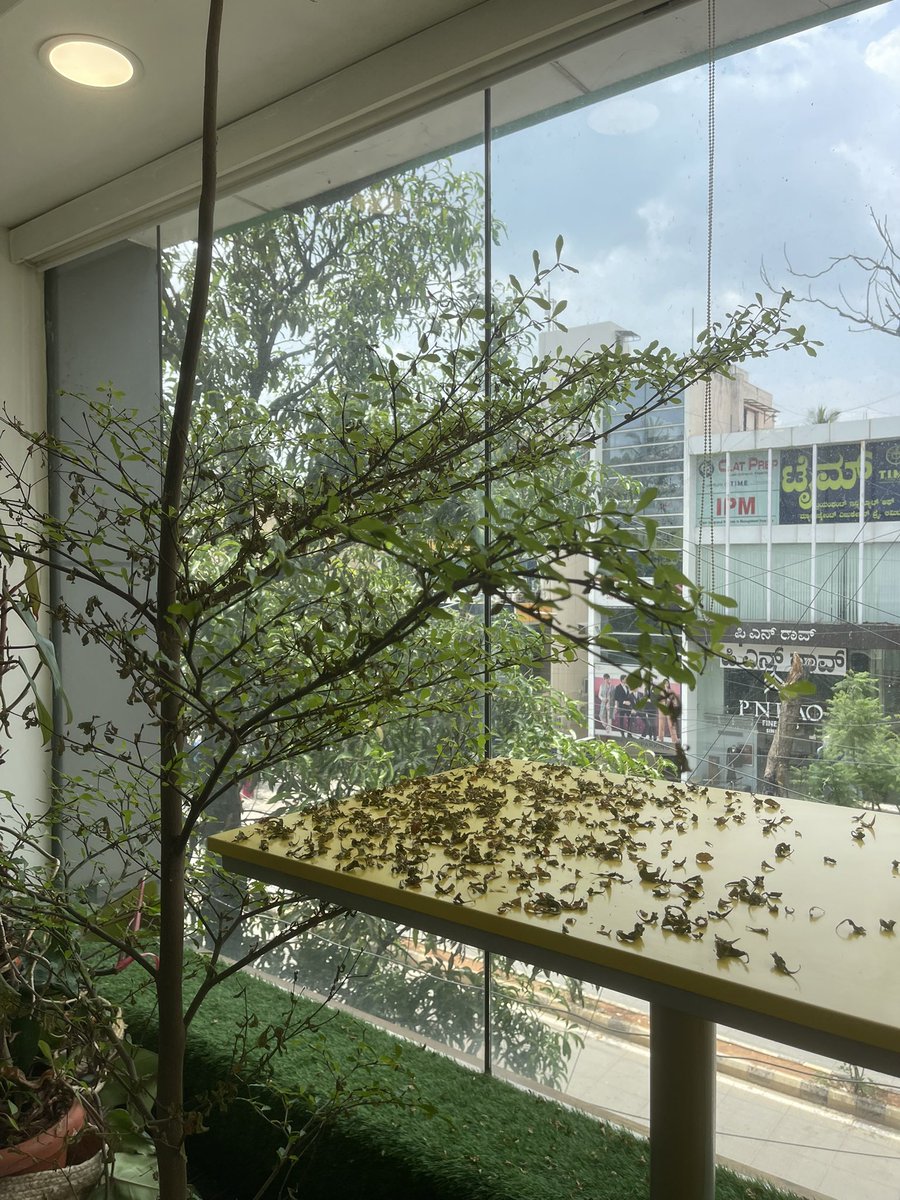 KahaMind's tweet photo. Most dramatic tree in the Kaha office. This is either too much water or too little water or too much sun or too little sun. We’re always wrong. https://t.co/yvgUZHyxR4