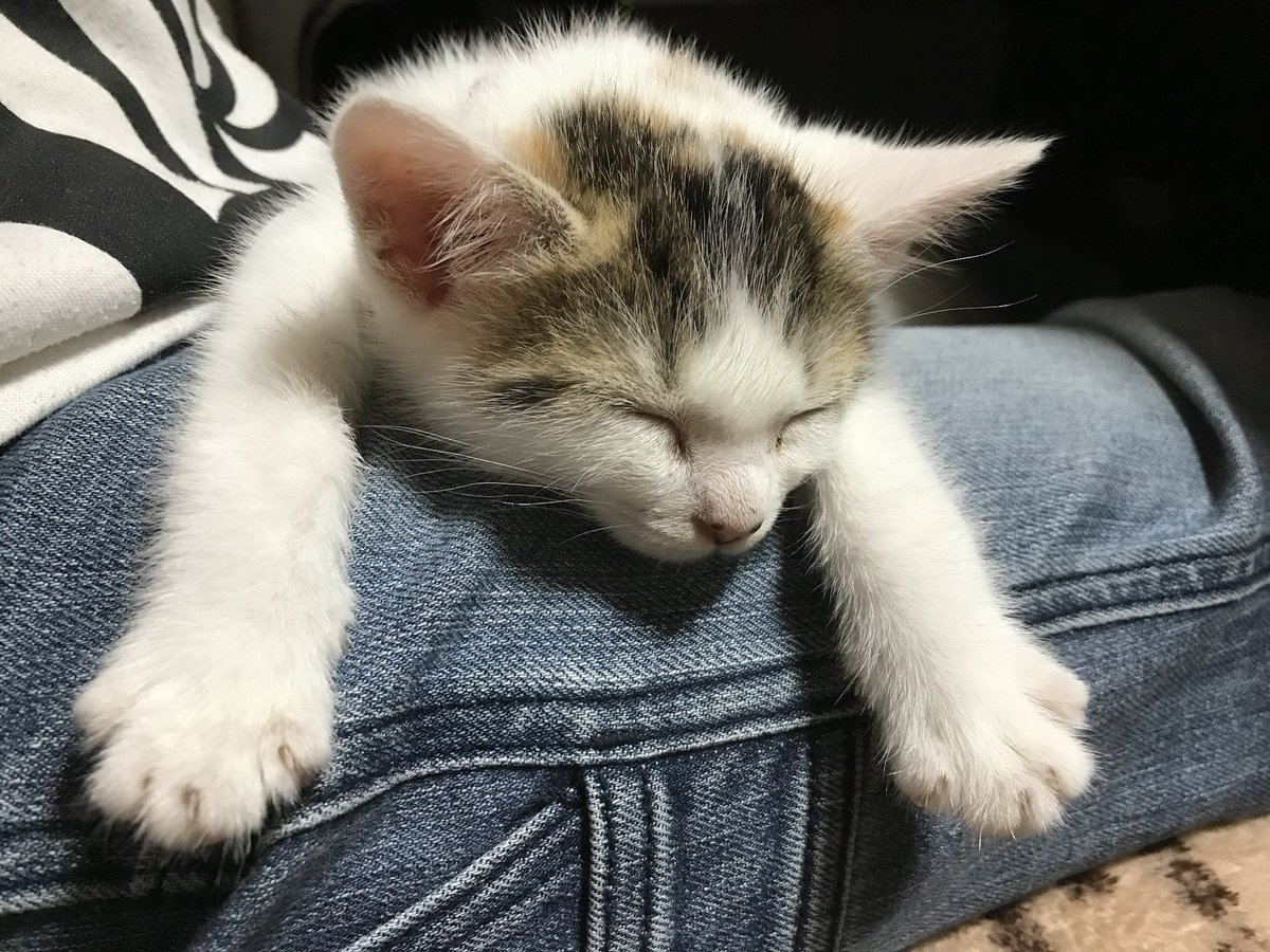 出遅れたっ

#こどもの日なので子猫時代の写真貼る