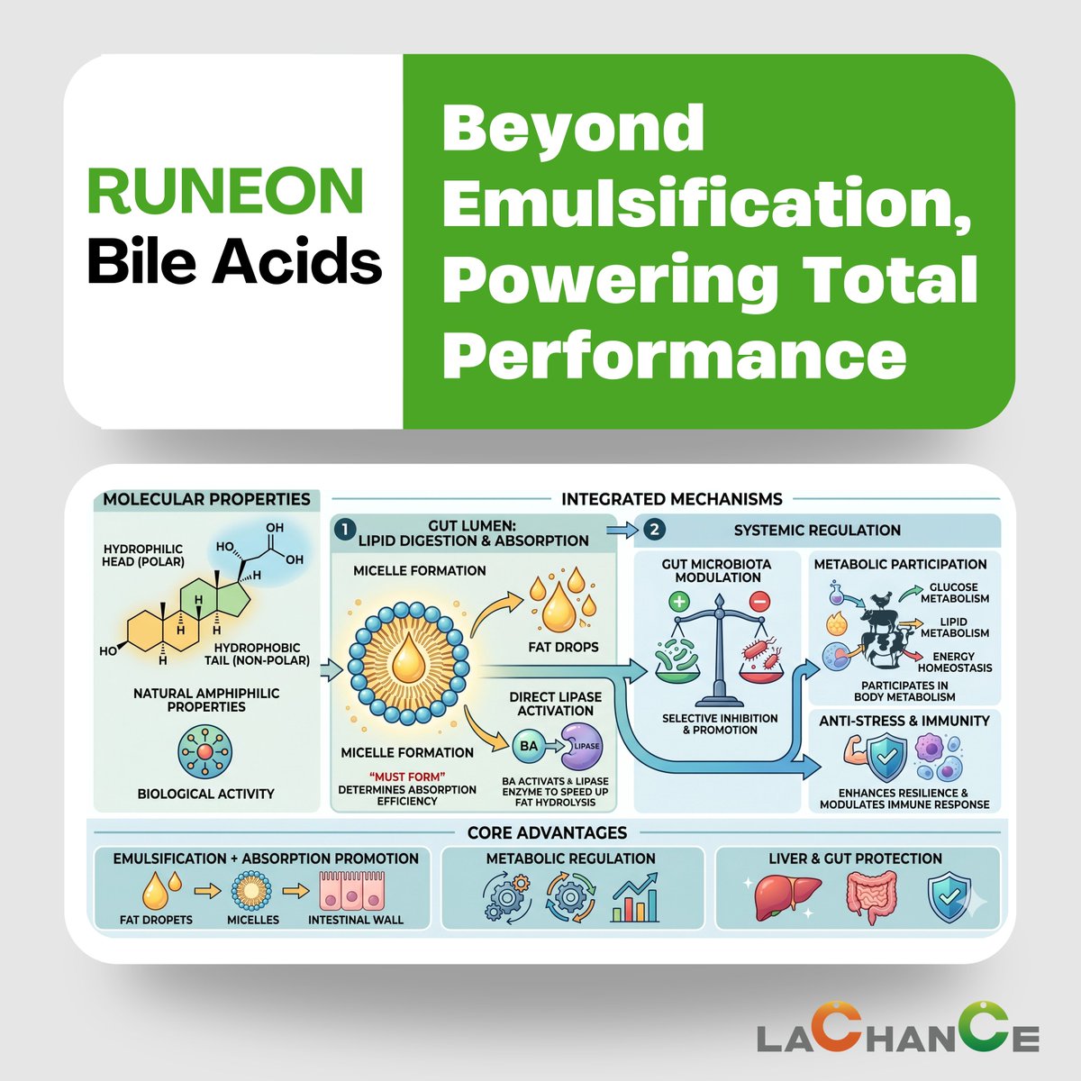 LACHANCE2004's tweet photo. RUNEON Bile Acids: Beyond Emulsification, Powering🔋 Total Performance
✨Core Advantage: A comprehensive solution that integrates emulsification, enhanced #absorption, metabolic regulation, and dual protection for the #liver and gut. https://t.co/RDW2ejgxQs