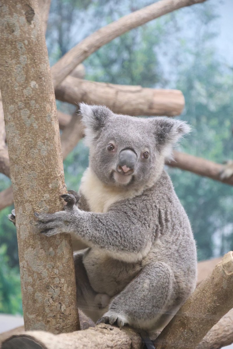 コアラ エイト🐨♾ 260407📷 #平川動物公園 #コアラ #エイト