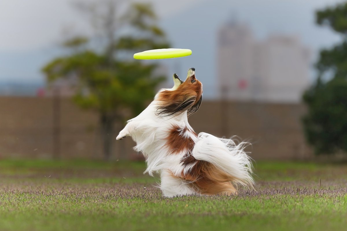 goddog10000's tweet photo. 【キャッチ寸前】
久しぶりのDiscだけどちゃんと覚えてる😛
SONY α1Ⅱ+70-200mm F2.8 GMⅡ
F4.5 SS 1/2000秒
#これソニーで撮りました #α1II #α1M2 #SEL2470GMII #SEL2470GM2
#70200gmII #望遠レンズ #GMレンズ #パピヨン #papillo #犬
#ディスクドッグ #discdog #フリスビードッグ #frisbeedog https://t.co/yo3i4XVwvO