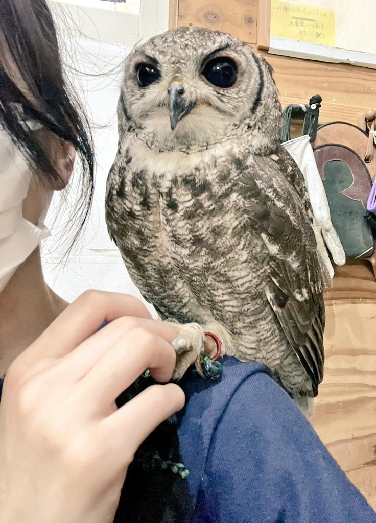 ふくろうの集うカフェQuill @中崎町🦉 tweet media
