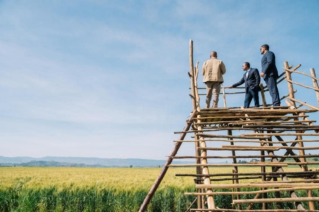 AmnAddis's tweet photo. The effort we launched to ensure Ethiopia’s food sovereignty is continuing. Today, in the Oromia Region, in the North Shewa Zone, Sululta district, we toured and observed a thriving wheat farm cultivated on 2,150 hectares of land.@AbiyAhmedAli
👇👇👇👇👇👇
https://t.co/db1nZNtvrQ https://t.co/4zJ0RXgbIE