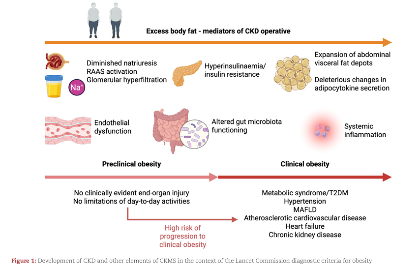 NDTsocial's tweet photo. Obesity as a modifiable risk factor in patients with chronic kidney disease

🆓https://t.co/NClkFURVVY https://t.co/RrSx7iBwKX