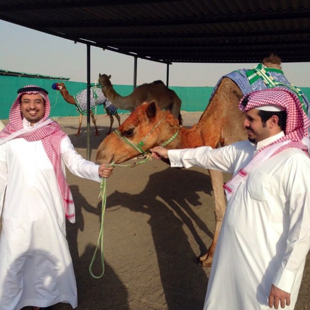 الهجن الاصايل 🐪 tweet media
