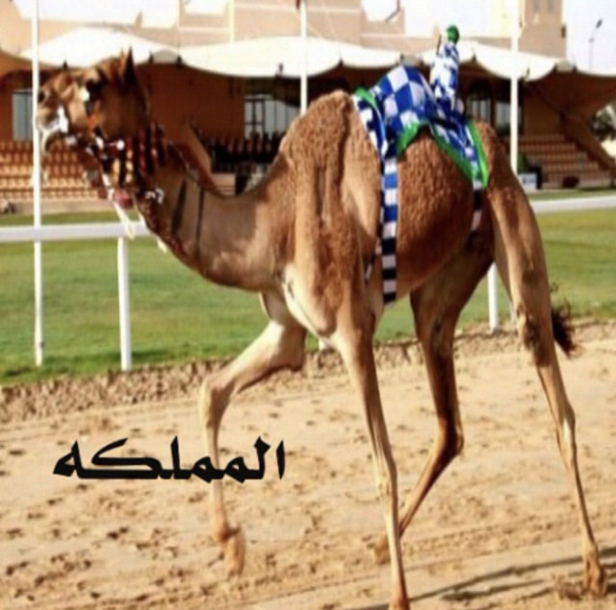 الهجن الاصايل 🐪 tweet media