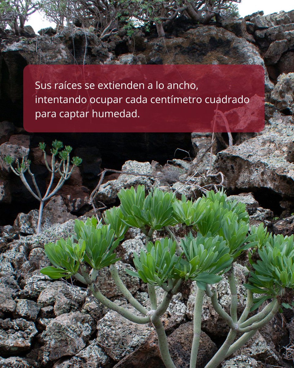 PNTimanfaya's tweet photo. 🍃El tabaibal es un oasis de vegetación en medio del volcán. 

Una comunidad vegetal de matorrales suculentos y hojas chiquititas 🤏🏽 diseñadas para almacenar toda el agua posible y no transpirar ni una gota, igual que los fremen de la novela Dune. https://t.co/5n1QE88Wf5