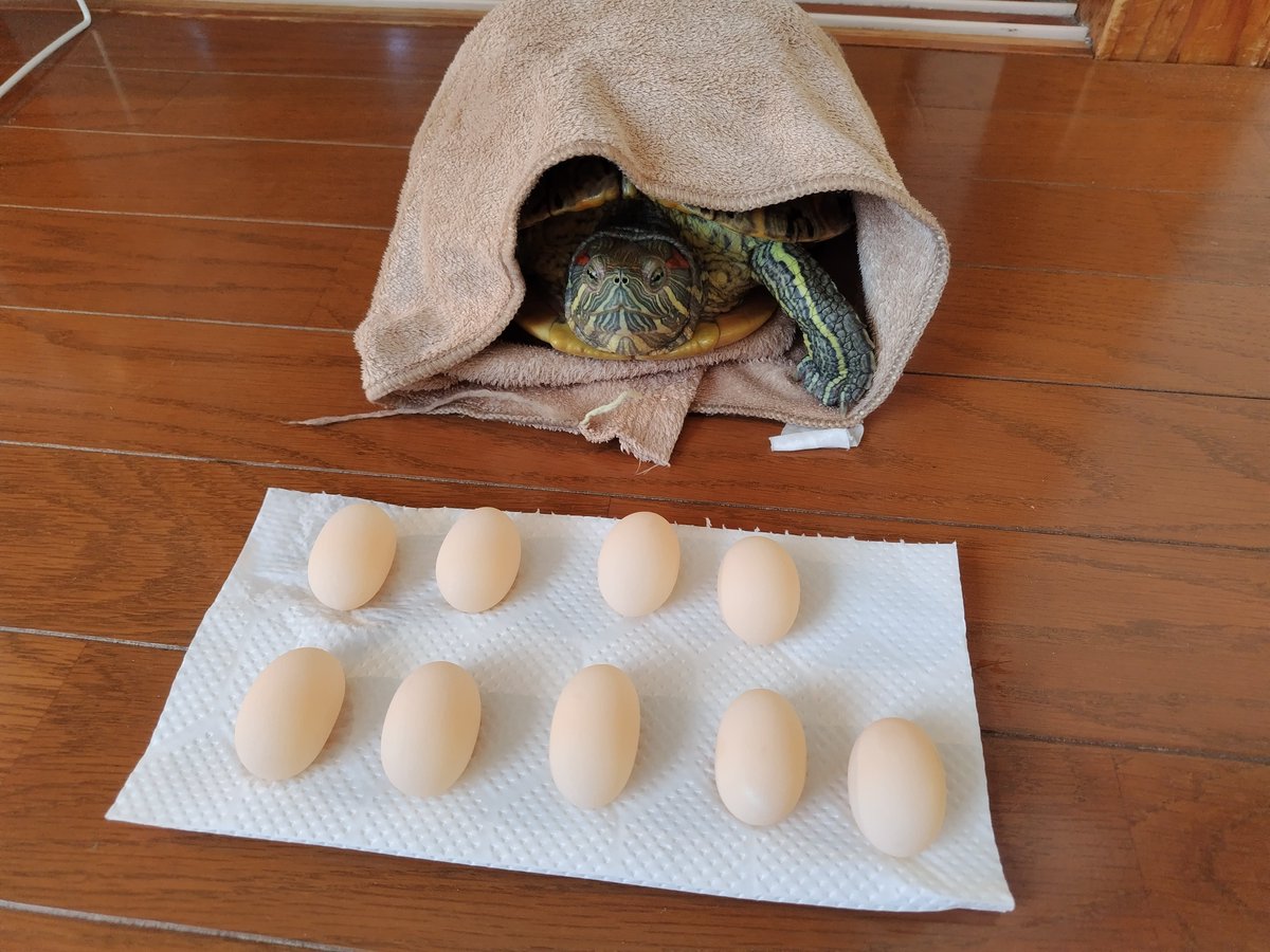 イサハ🐢🐍🦎 tweet media