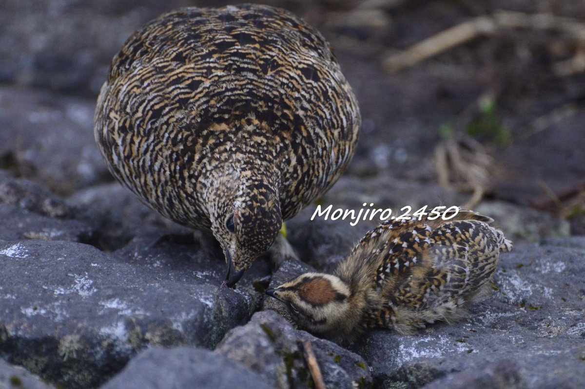 Monjiro.2450 tweet media