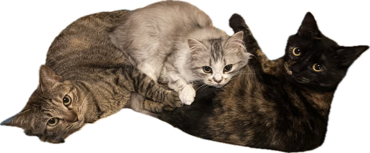 k🐾🐱 tweet media