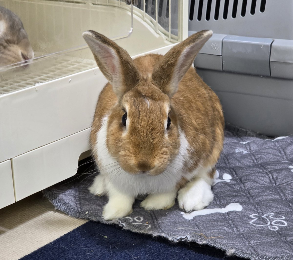 こんにちは😊🐰🐰🐰🐰 #うさぎ