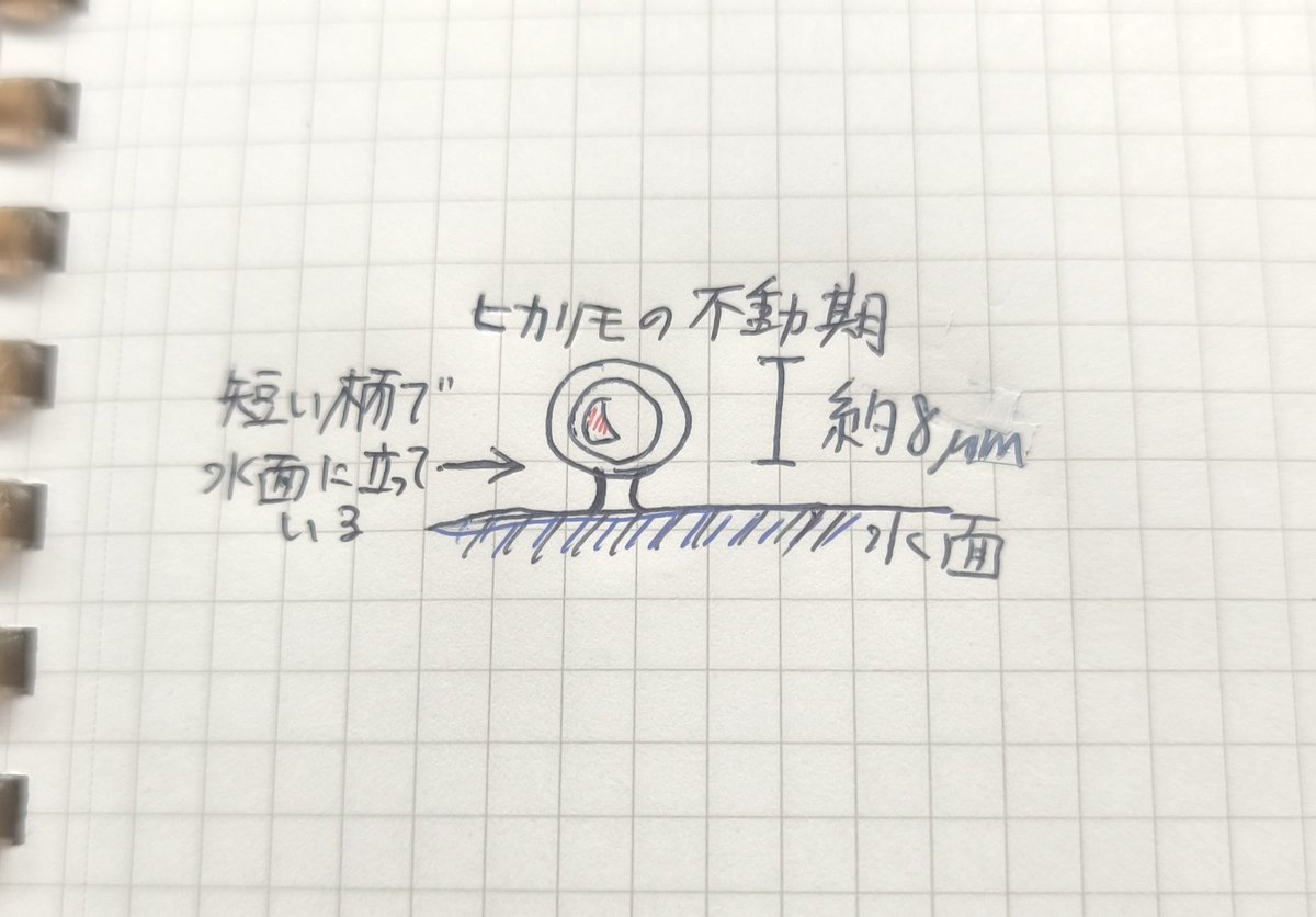 みじんこ〜 tweet media