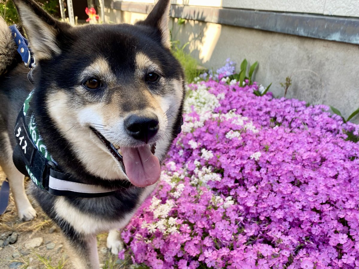毎年写してる桜と黒柴ちゃん🌸 今年は桜が入院中に咲いて散ったのよね